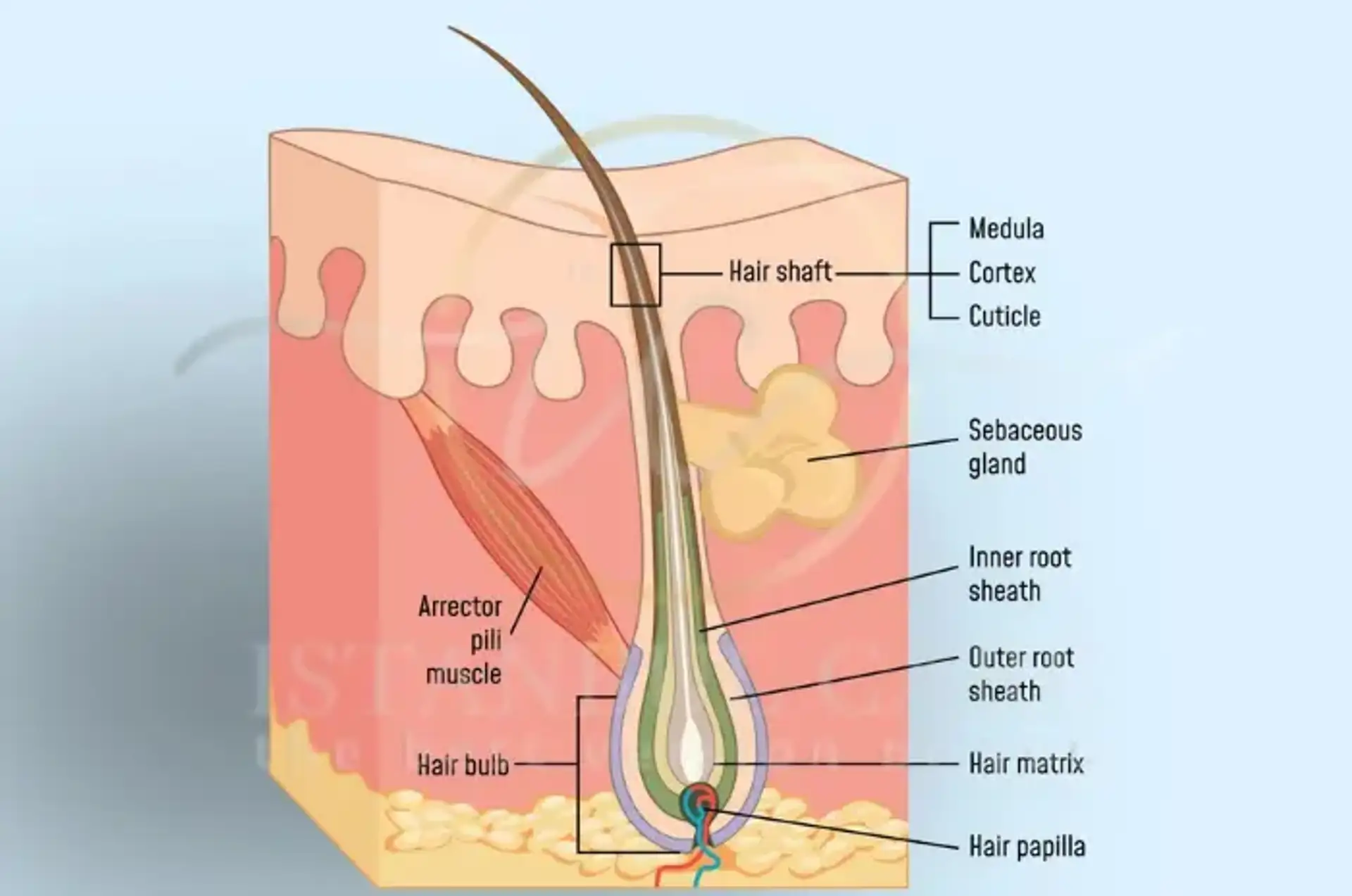 Hair Bulb Structure Role in the Hair Growth Cycle